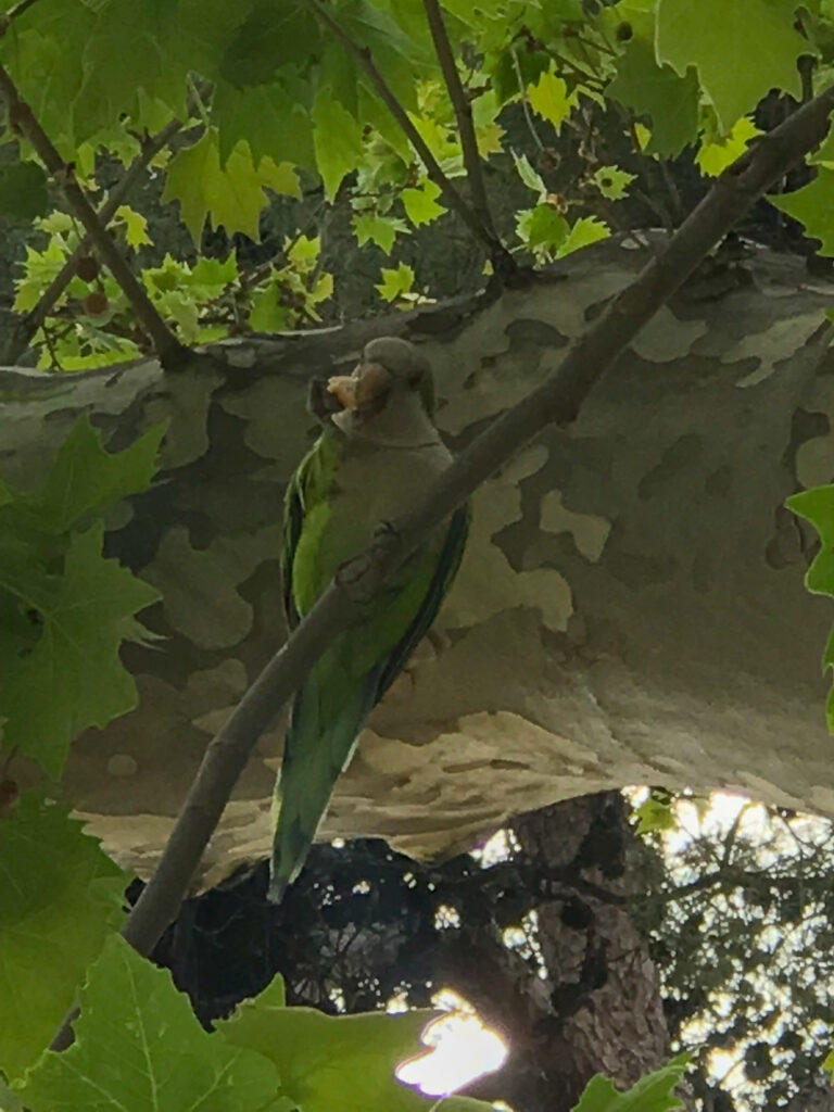 Quaker eating with legs