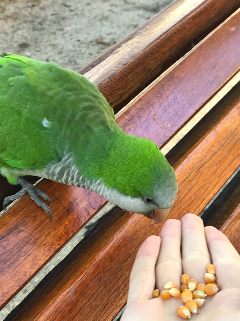 Feed a quaker parrot
