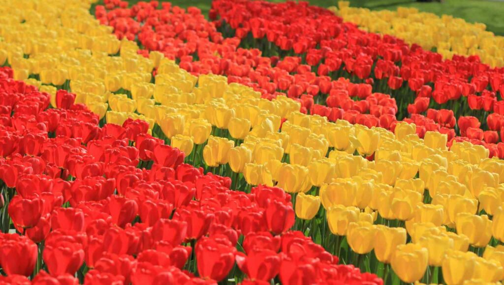 Keukenhof
