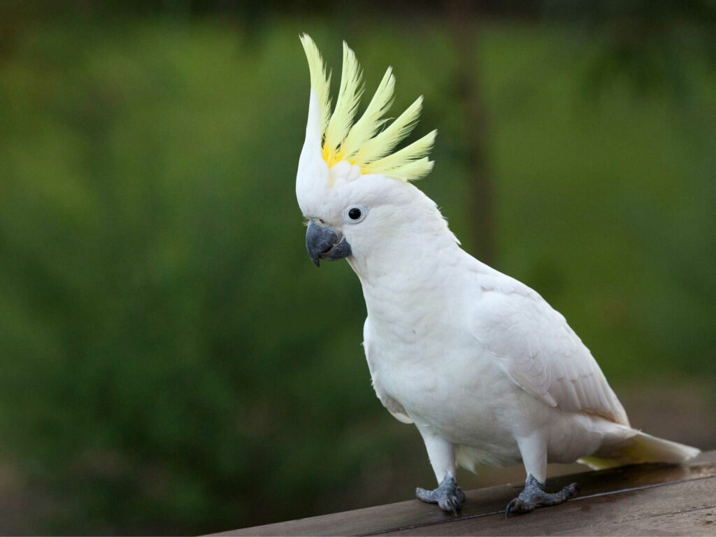A cockatoo