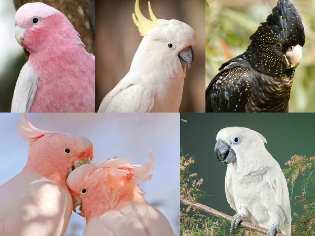 Cockatoos