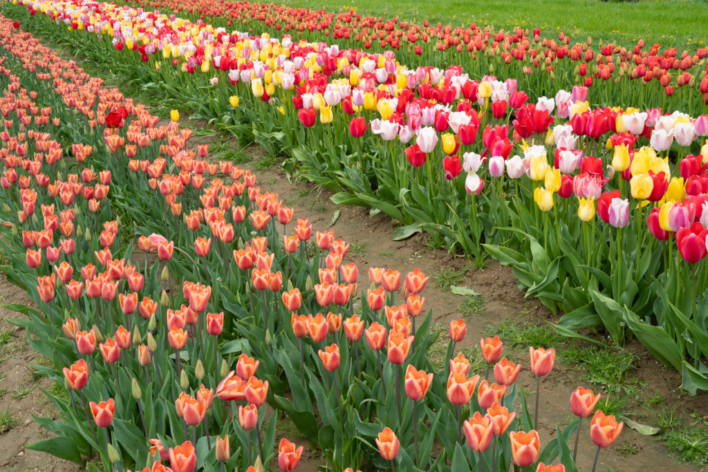 Tulip field at Holland Ridge Farm