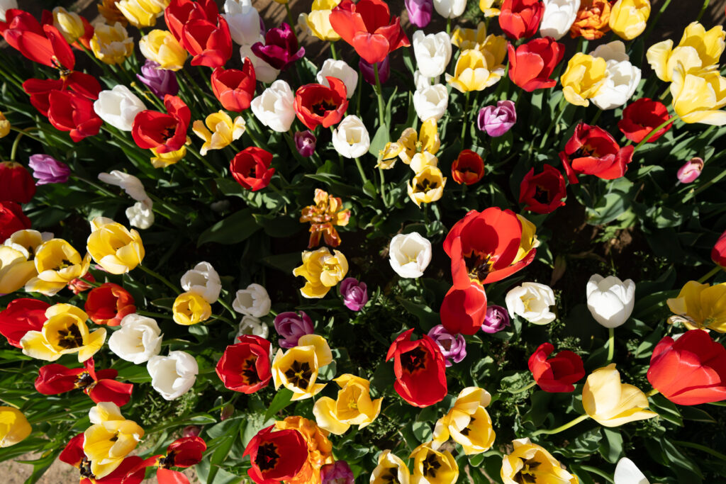 Tulip varieties