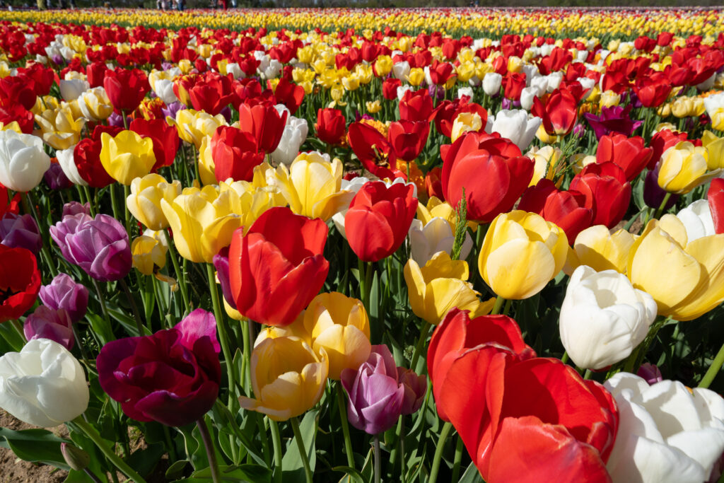 Tulips at New Jersey's Holland Ridge Farm