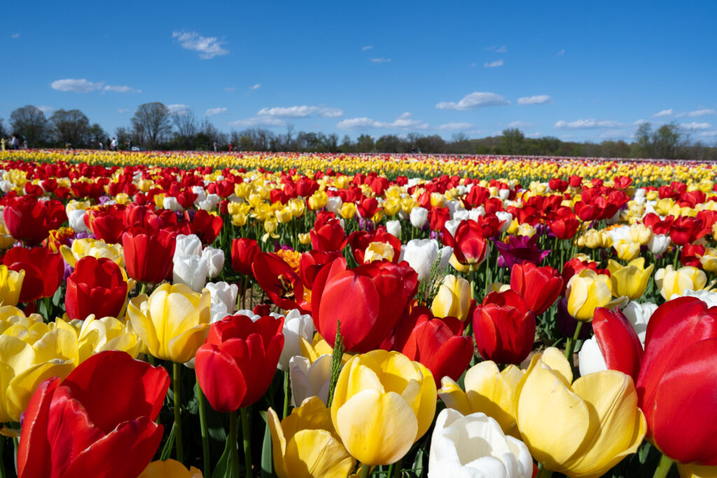 Tulips resemble The Netherlands