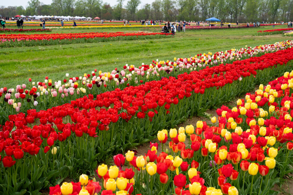 Tulips are so pretty