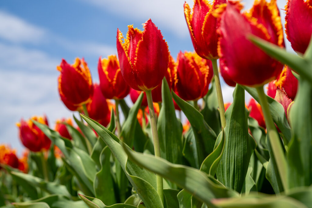 Macro photography of tulips
