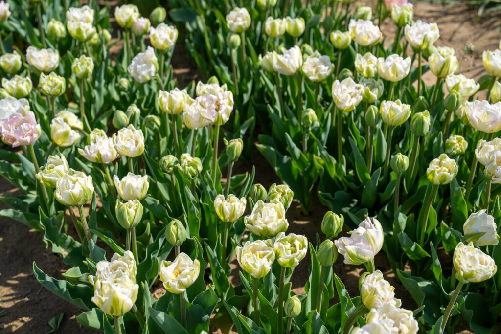 Soft flowers from Holland Ridge Farm