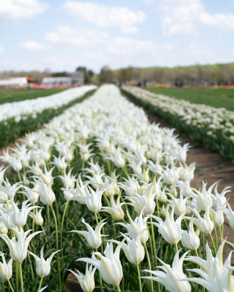 White tulips