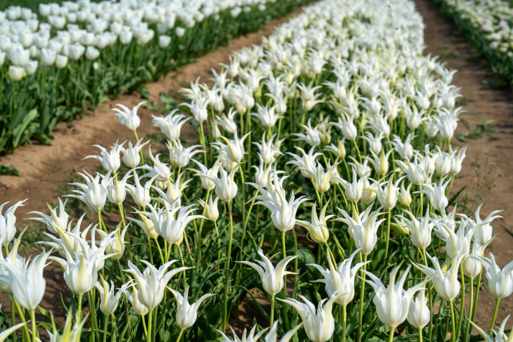 White tulips at Holland Ridge Farm